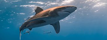 Zagađenje mora: Pronađeni 'drogirani' morski psi s kokainom i kofeinom u krvi