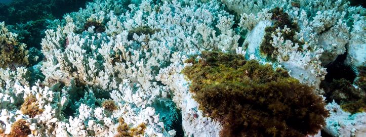 Svijet je prešao prvu katastrofalnu klimatsku prijelomnu točku