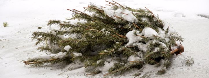 Kako reciklirati božićnu jelku: Vodič za svaki tip domaćinstva
