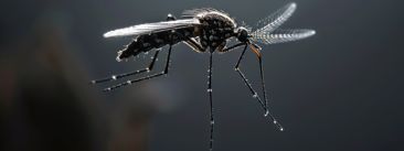 Komarci sve češće piju ljudsku krv. To je posljedica urušavanja bioraznolikosti