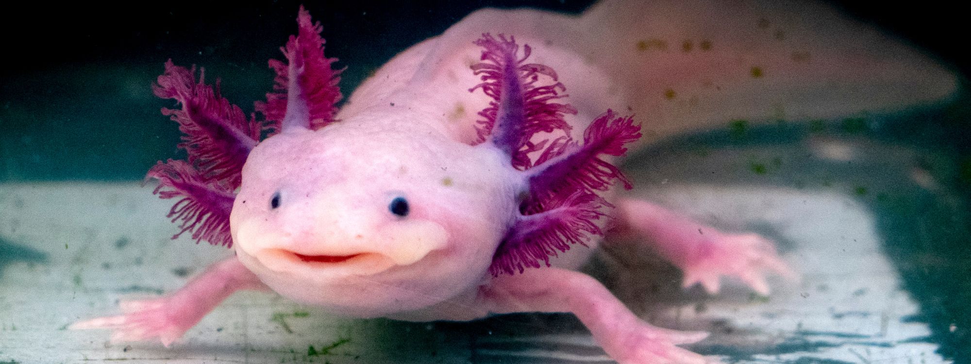 Aksolotl vodozemac