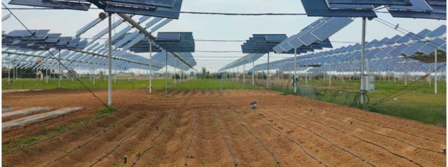 Agrosolari: Nova studija pokazuje su solarni paneli i krumpir dobra kombinacija