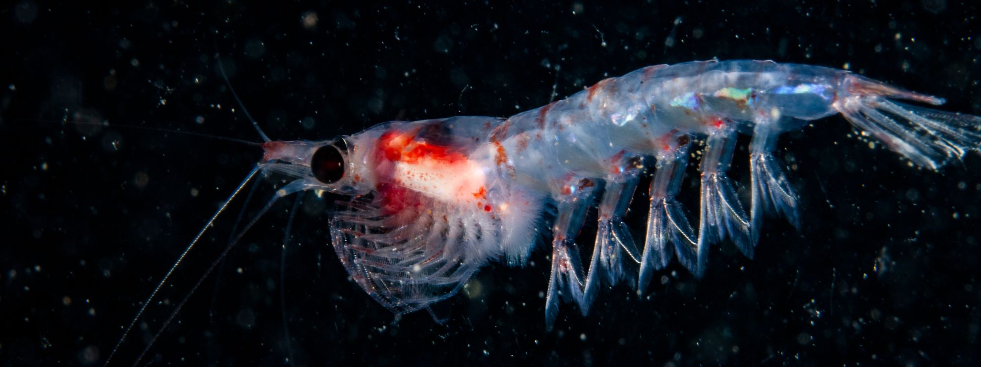 Plankton