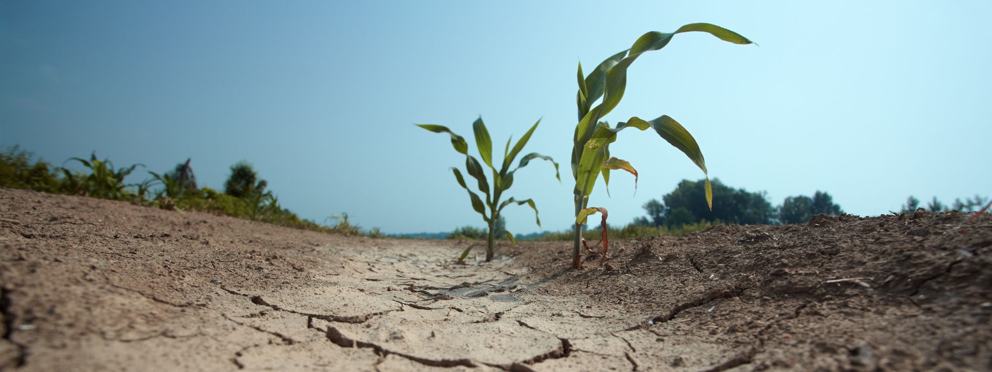 Zbog klimatske krize u 2023. je zabilježen rekordan broj smrti od vrućine 