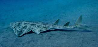 WWF: Više od polovice vrsta morskih pasa i raža je ugroženo