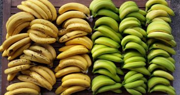 Banane u opasnosti zbog klimatskih promjena
