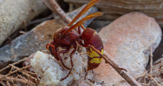 Invazivne vrste u EU stvaraju štetu od 12 milijardi eura godišnje