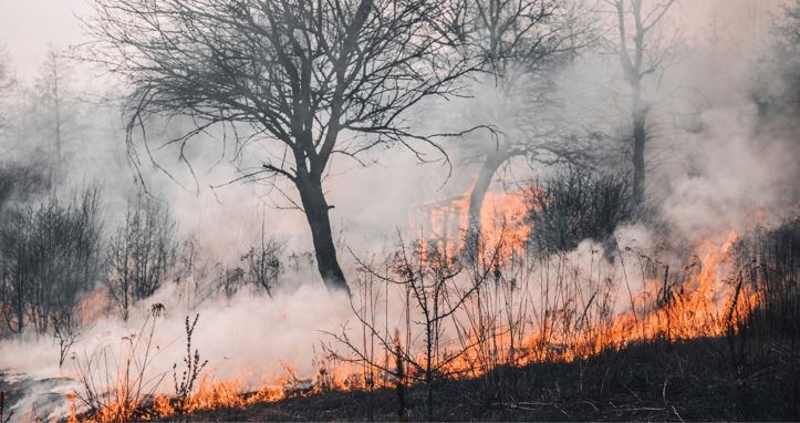 Izloženost dimu šumskih požara može skratiti preživljavanje od raka pluća