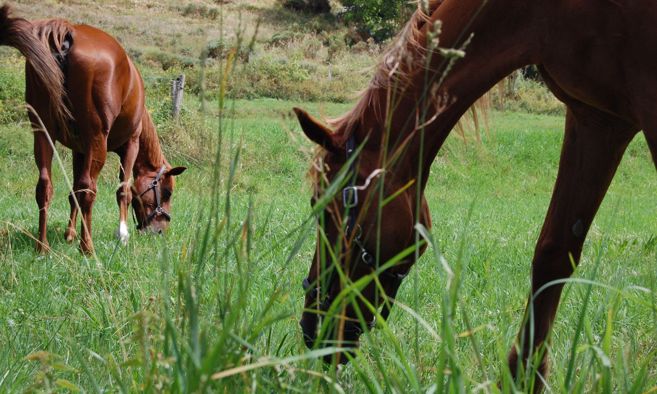 Tradicijska ispaša u Lonjskom polju
