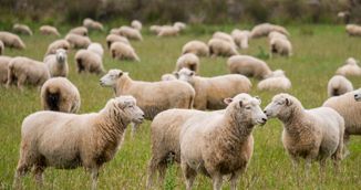 Novozelandski farmeri do 2050. moraju smanjiti emisije metana