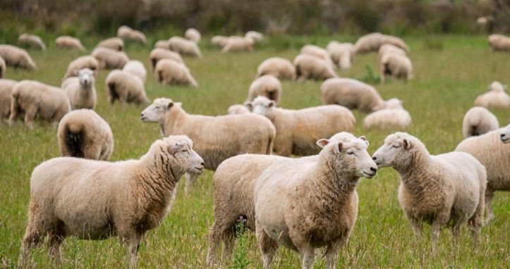 Novozelandski farmeri do 2050. moraju smanjiti emisije metana