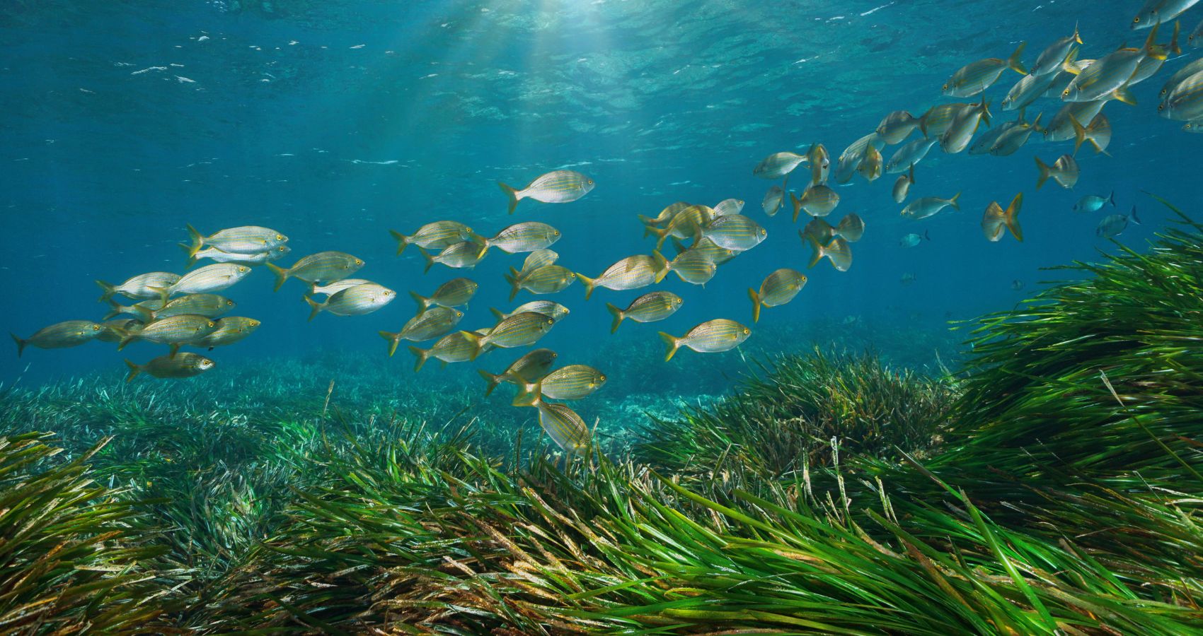 Zalihe ribe u Sredozemlju se oporavljaju, no prijetnje i dalje postoje
