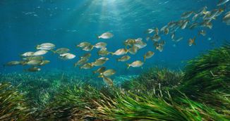 Zalihe ribe u Sredozemlju se oporavljaju, no prijetnje i dalje postoje