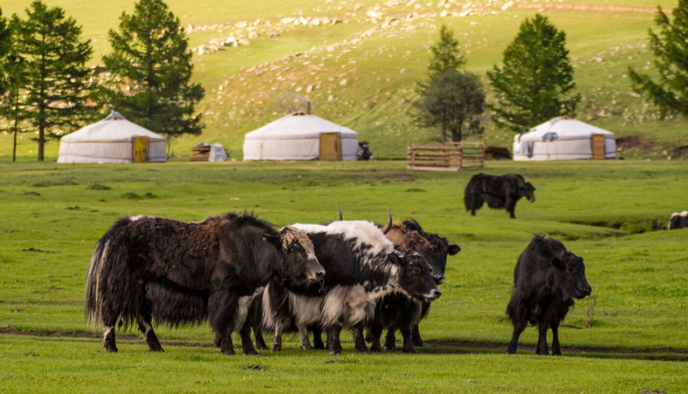 Zbog jako hladne zime u Mongoliji uginulo dva milijuna životinja