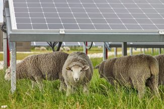 Više od 6000 ovaca brstit će solarne farme u Teksasu