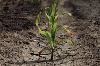 El Nino ubija usjeve, a južna Afrika suočava se s opakom gladi