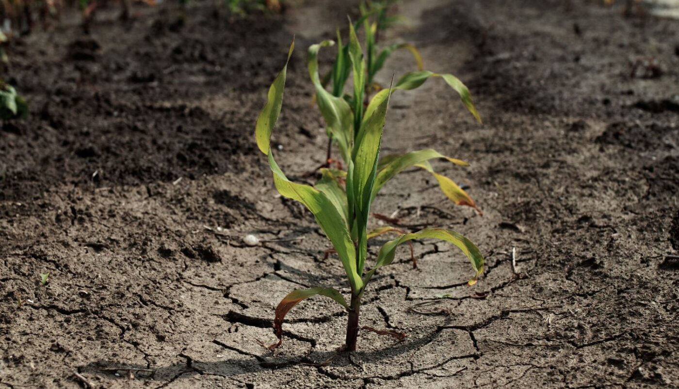 El Nino ubija usjeve, a južna Afrika suočava se s opakom gladi