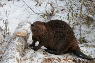 I dabrovi su krivi za zagrijavanje na Arktiku