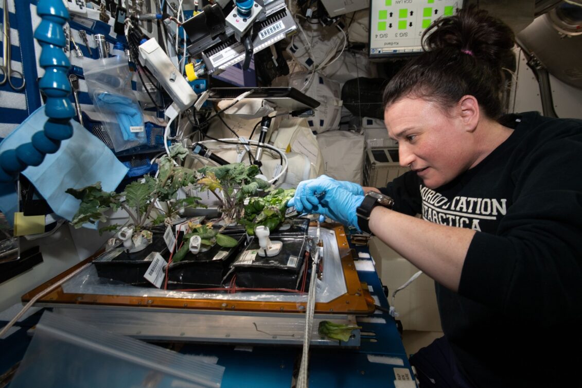 Stručnjaci upozorili: Salata uzgojena u svemiru mogla bi ubiti astronaute